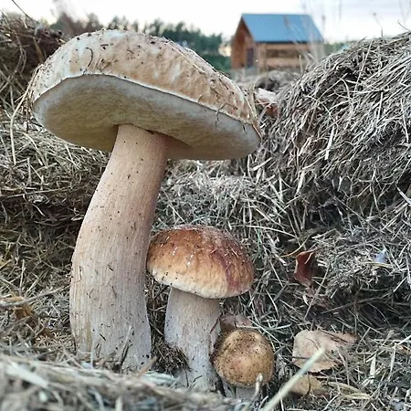 Paklada Caloroczny 2 Prázdninový dům