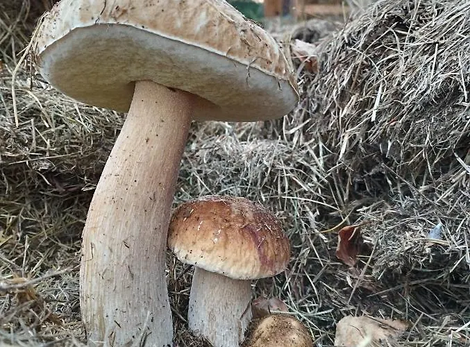 Paklada Caloroczny 3 Semesterbostad